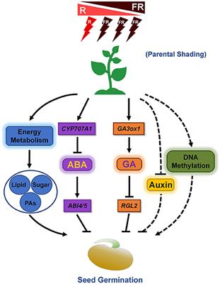 Parental Shading Regulates Subsequent Seed Germination